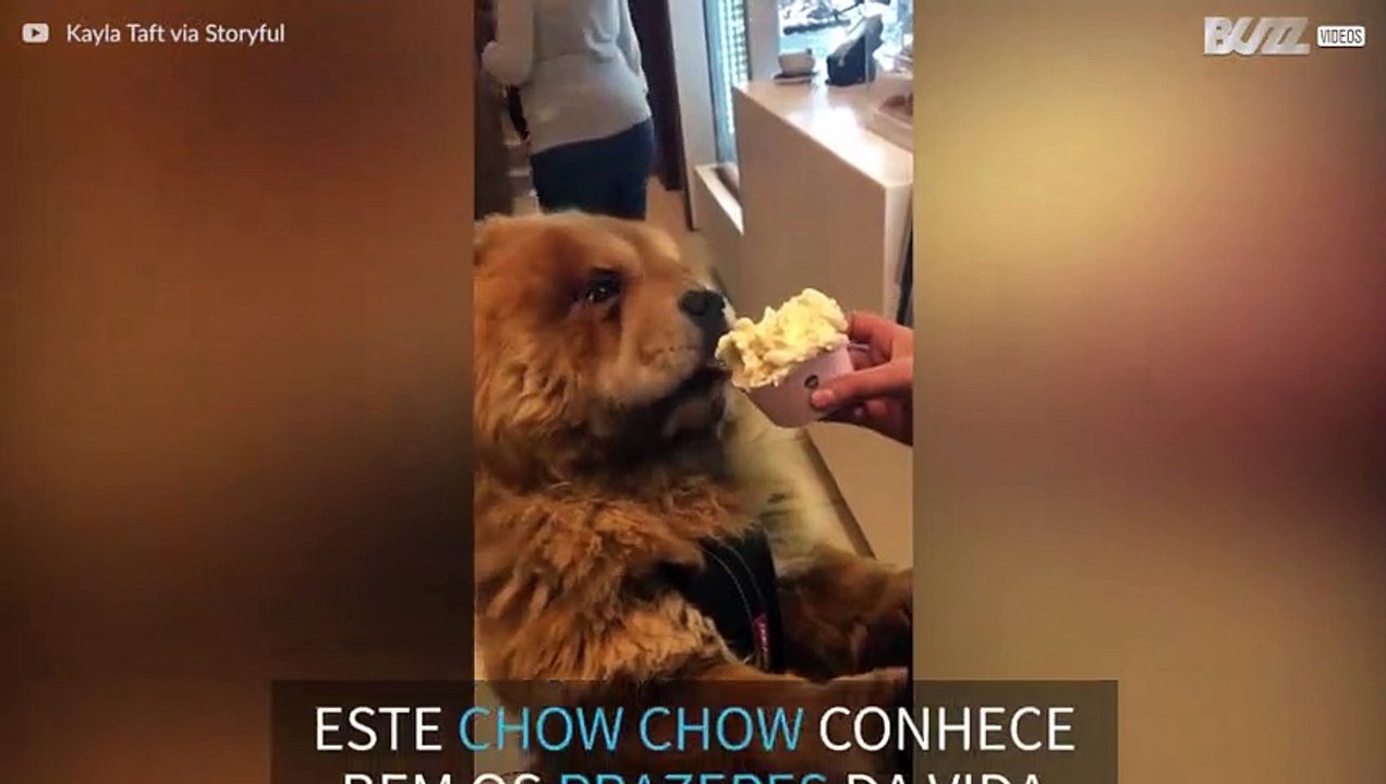 Um Chow Chow super guloso