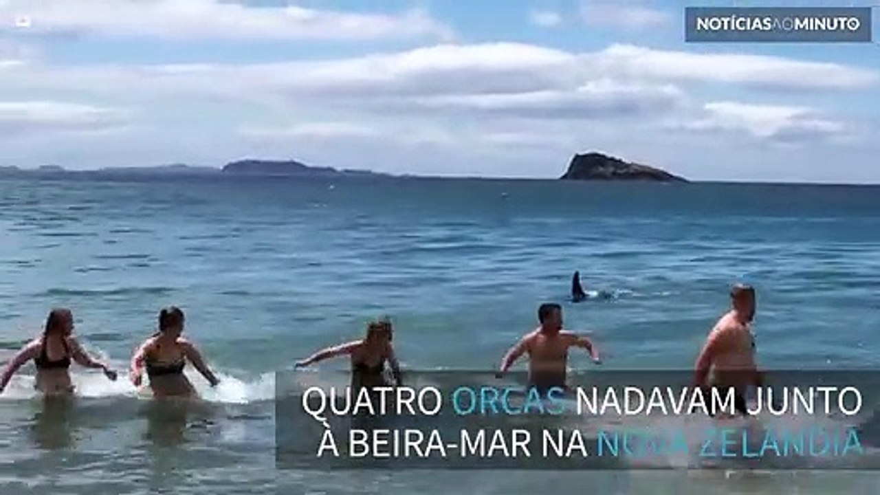 Banhistas fogem de quatro orcas que nadam à beira-mar