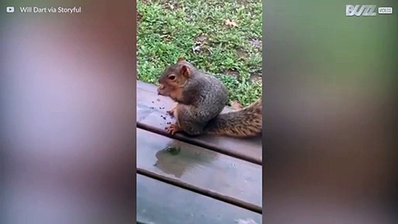 Esquilo odeia quando é chamado de gordo!