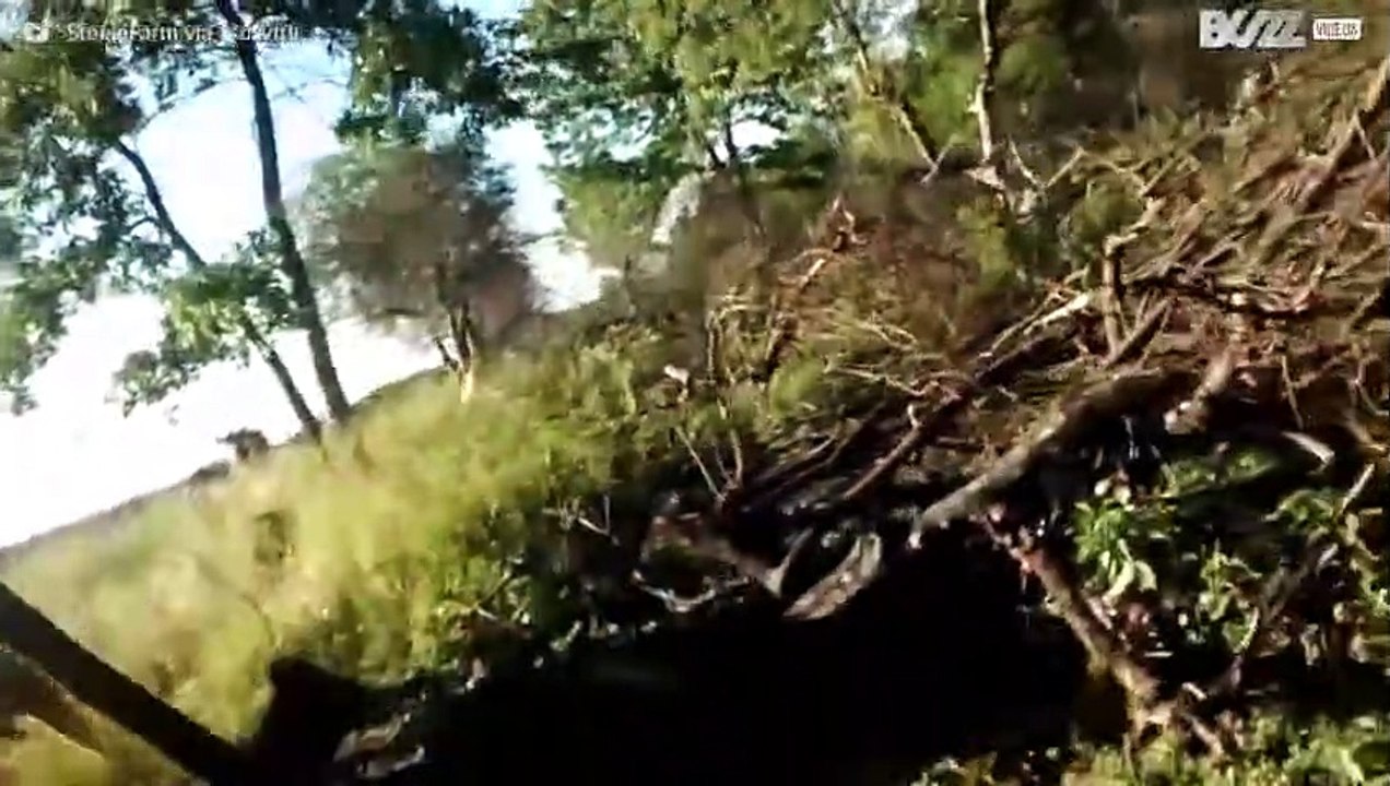 Vaca esconde seu filhote de fazendeiro