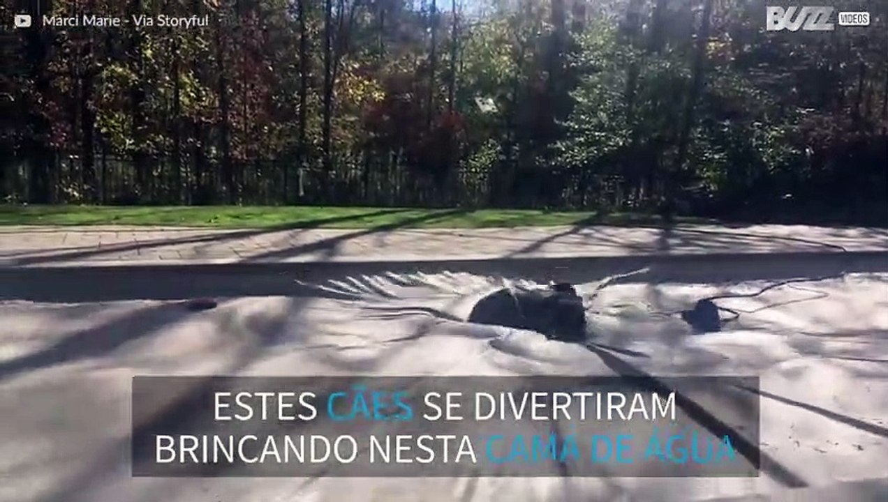 Cães se divertem em piscina com lona