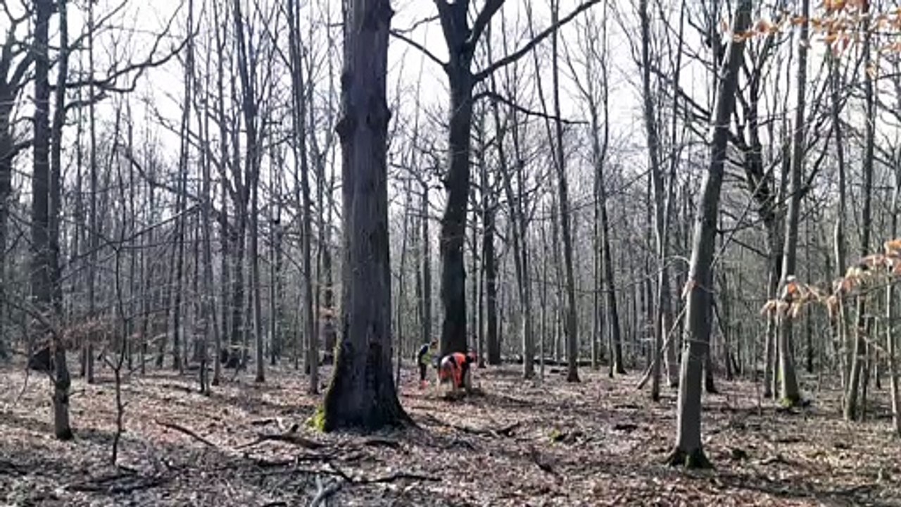 59 chênes abattus en forêt de Villefermoy pour reconstruire la cathédrale Notre-Dame de Paris