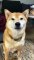 Shiba Inu Is Quite the Drama Actor