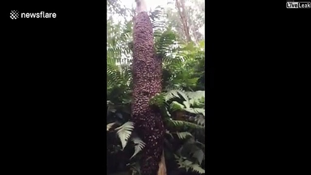 Des mouvements étranges parcourent cet essaim d'abeilles...