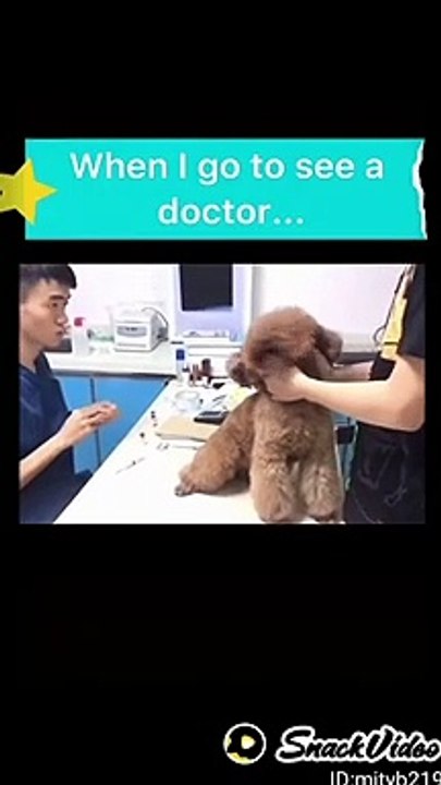 Dog says i have no pain do not take inject me