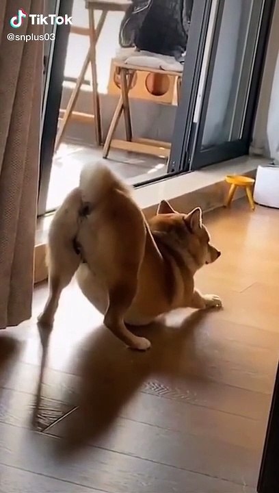 Try not to laugh