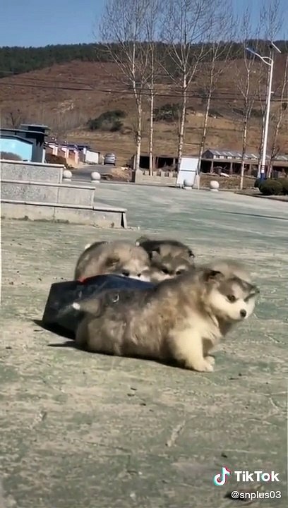 Dog dancing