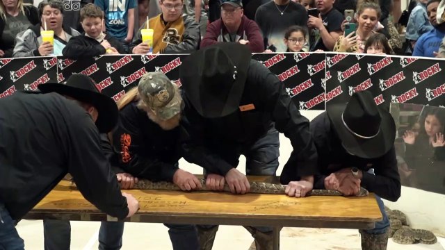 Rattlesnake Roundup takes place as Covid-19 restrictions are lifted in Texas