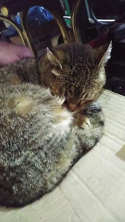 The cat is getting better