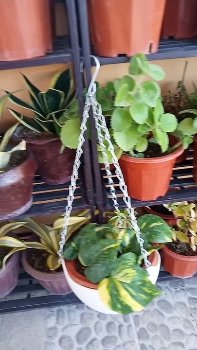 Very Beautiful Plants