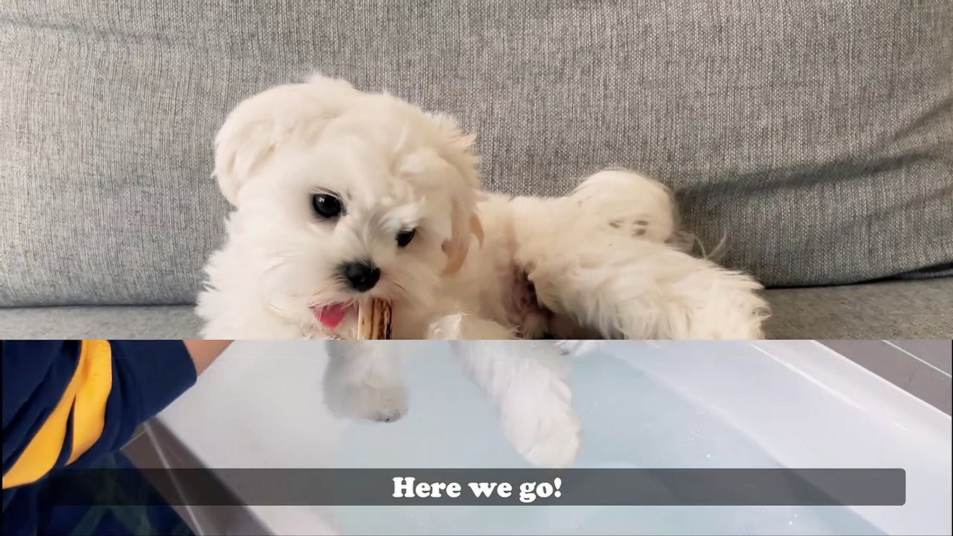 HOW WE BATHE OUR MALTESE PUPPY TIPS
