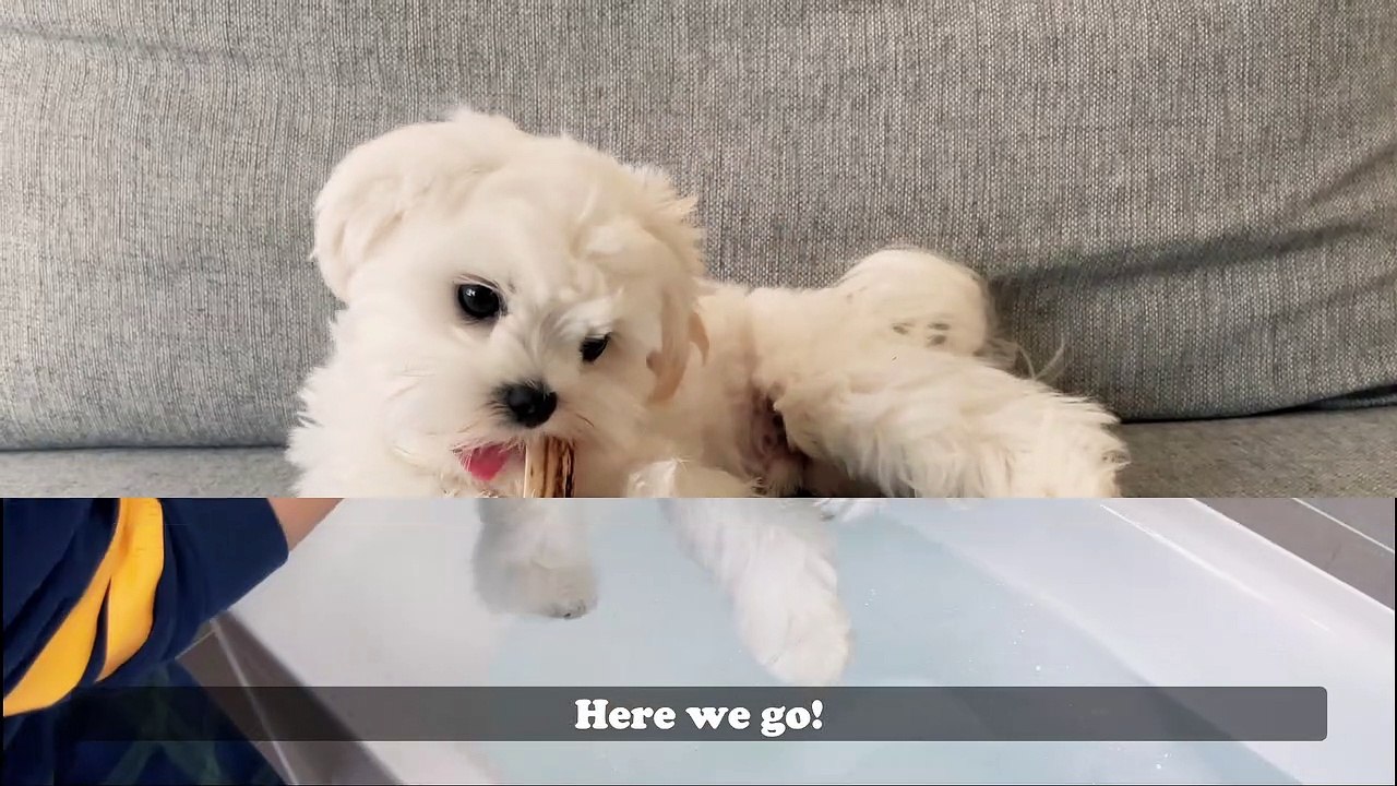 HOW WE BATHE OUR MALTESE PUPPY TIPS video Dailymotion