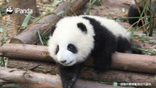 肚子太圆卡住前行的脚步