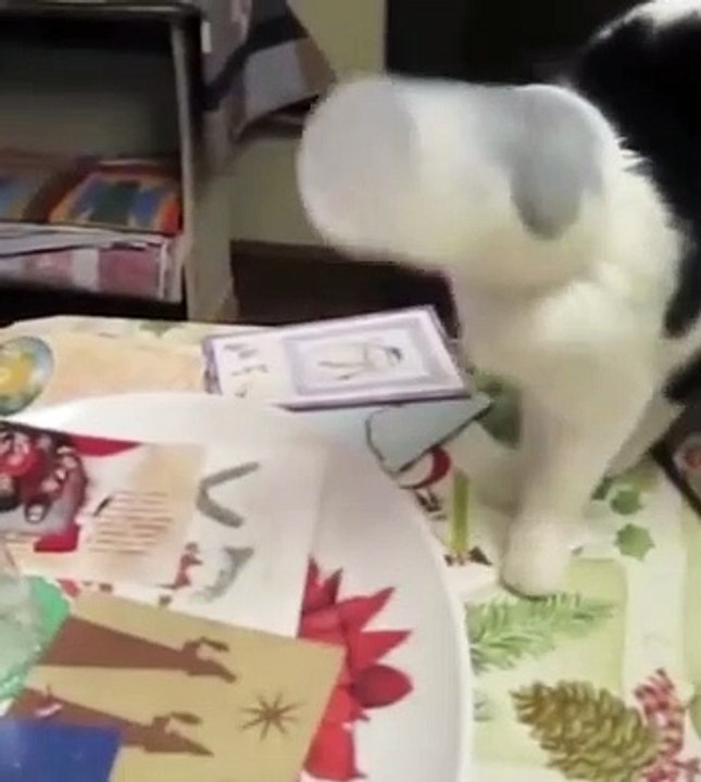 Funny animals videos