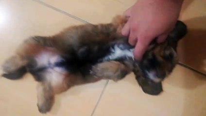 Ang Makulet Na Dog