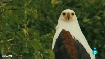 #AGUILAS- Las #AVES mas imponentes del #PLANETA