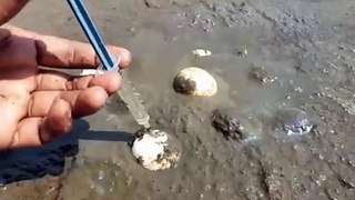 Unbelievable Fishing Technique  Fish Eggs Come Out Soft Mud  Amazing Small Fish Catching Video | CreativeVilla.