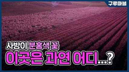 [구루마블] 사방이 분홍색 꽃, 이곳은 과연 어디...? / YTN