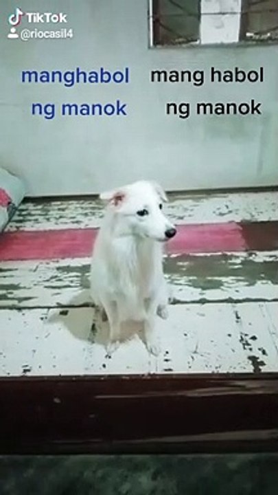 doggy