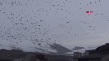 ARDAHAN Uzmandan karga istilası değerlendirmesi: Tarımsal arazilere zarar vermiyorlar