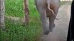 Elephant Charges At Safari Jeep, Driver's Presence Of Mind Save Tourists