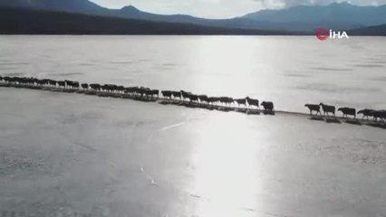 - Antik Tibet geleneği: İki binden fazla koyun kışı geçirmek için donmuş gölü geçti