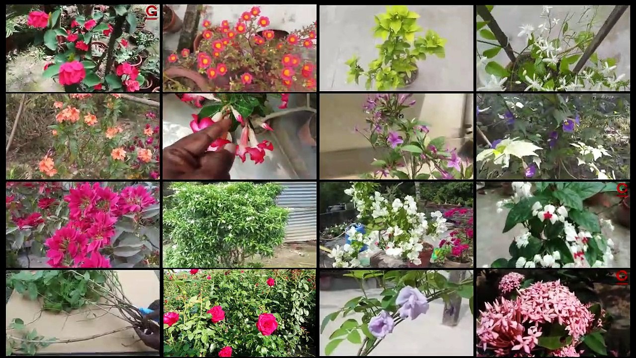 গরমে যে 30 টি গাছের কাটিং থেকে চারা গাছ তৈরি করতে পারবেন | Top 30 Cutting You Can Grow In Garden