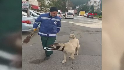 Süpürgesini kaçıran sokak köpeğine 'o bana zimmetli' diye seslendi