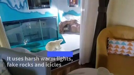 China hotel condemned for putting polar bears on show