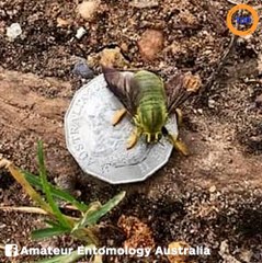 Il découvre une grande  abeille verte dans un champ australien