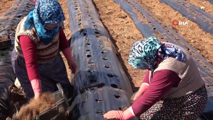 Pandemide sıkılan gelin atıl haldeki tarladan Malezya'ya çilek gönderecek
