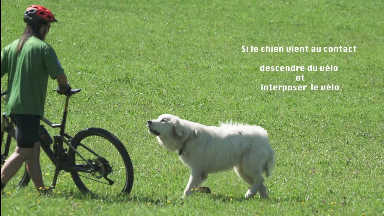 Chiens de protection des troupeaux - VTT et trail