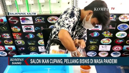 Tidak Hanya Manusia, Ikan Cupang Juga Bisa ke Salon