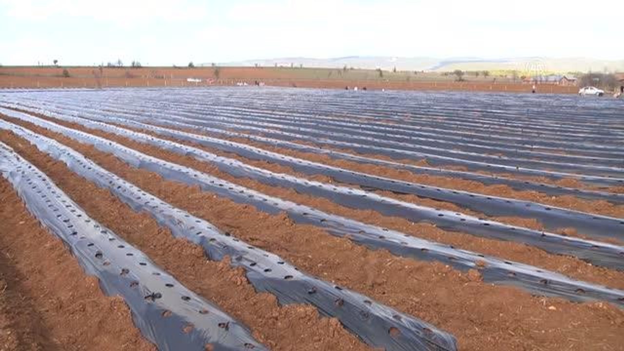 KASTAMONU - Çilek üretimine başlayan kadın girişimci, ürünlerini Malezya'ya göndermeyi planlıyor