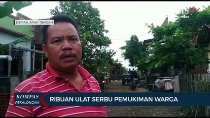 Ribuan Ulat Serbu Pemukiman Warga