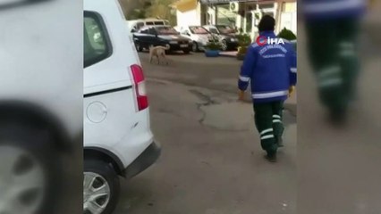 Temizlik görevlisi ile süpürgesini çalan köpek arasındaki kovalamaca kamerada
