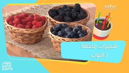 شجيرات التوت.. أنواع مختلفة ومعلومات عليكم معرفتها أولا إذا كنتم تفكرون في زراعتها بحديقة البيت