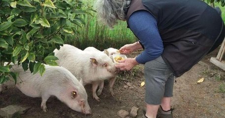 Landes : une femme adopte trois mini-cochons issus des laboratoires et leur offre une nouvelle vie