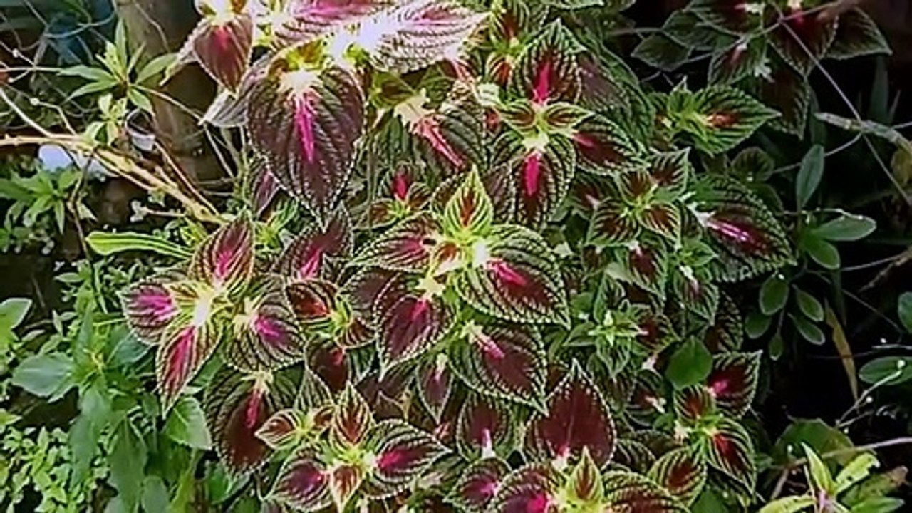 colorful leaves..