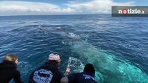 Usa, l'incredibile incontro degli escursionisti con un branco di balene: i cetacei giocano con loro