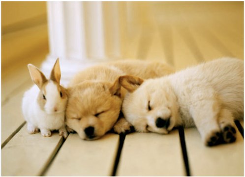 Puppy Training Essentials You Need to Focus On First