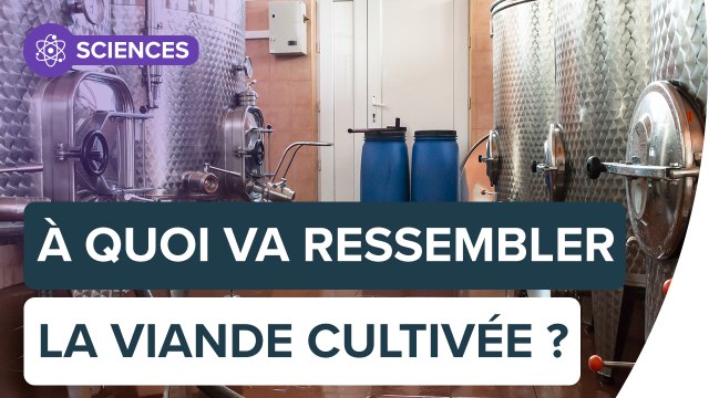 Viande cultivée en laboratoire : tour d'horizon | Futura