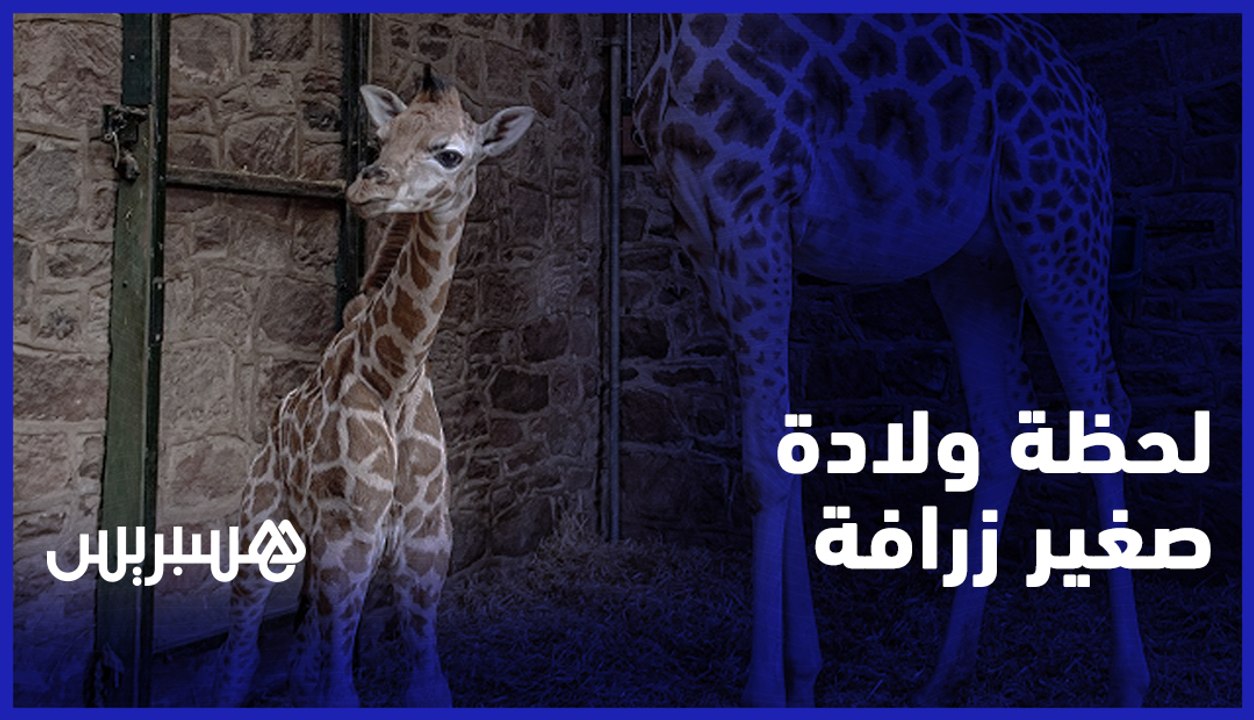 لحظة ولادة صغير زرافة