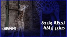لحظة ولادة صغير زرافة