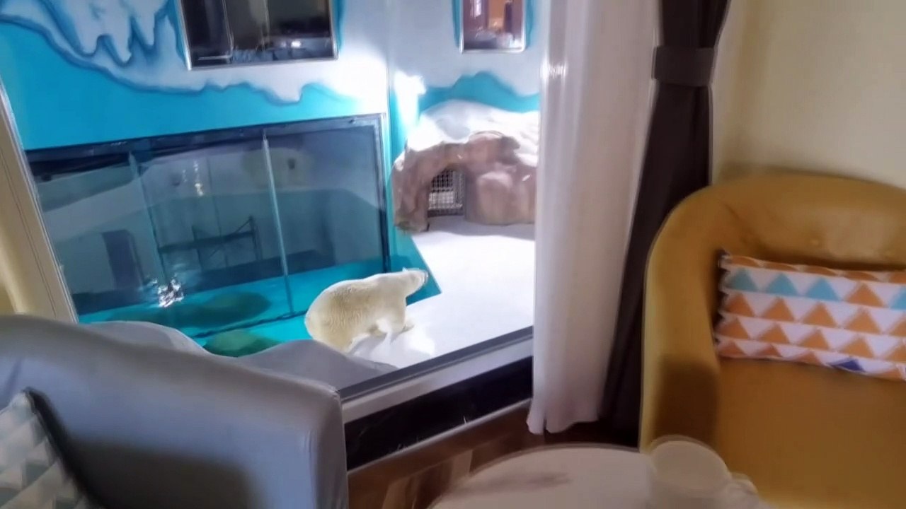 Eisbären mitten im Hotel - Tierquälerei?