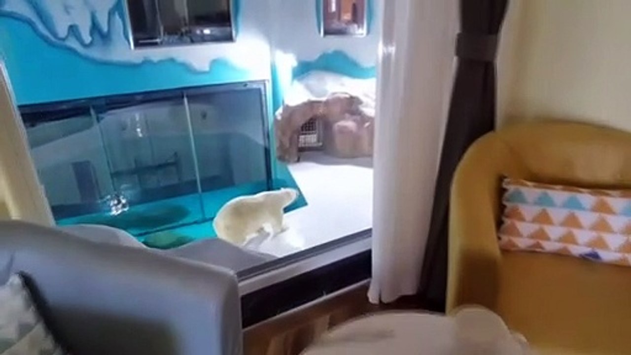 Eisbären mitten im Hotel - Tierquälerei?