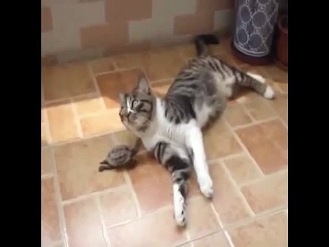 Funny Cat Vines - Part 3