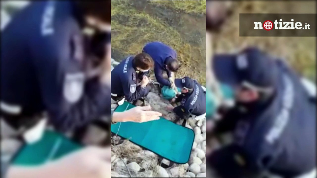 Milano, capriolo resta intrappolato nel naviglio: il video del salvataggio