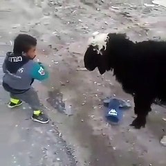 Little boy fight with goat