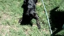 La pocha